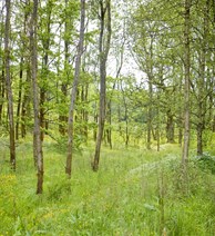 Woodland with footpath 