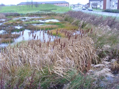 Grassy wetland next to road and houses in a new development site