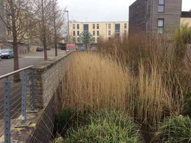 Deep grassy rill between a road and new houses