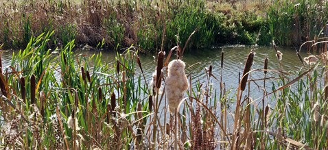 Watercourse with bullrushes