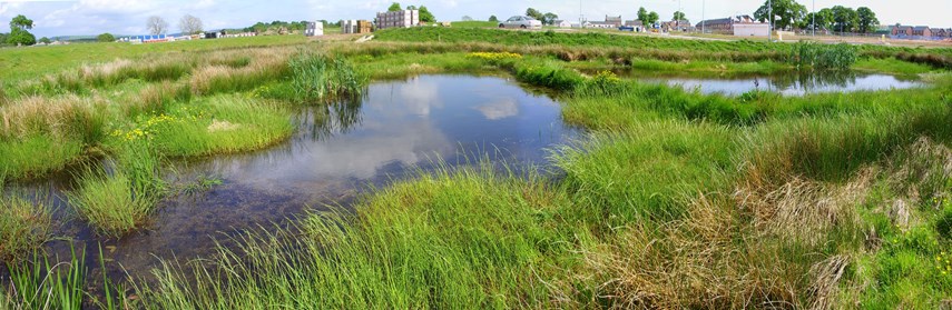 Large grassy wetland features in new development