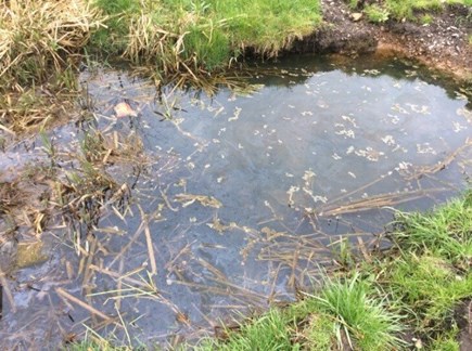 Oil polluting water stored in grassy pond