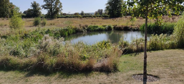 Grassy pond surrounded by trees and fields in a new development