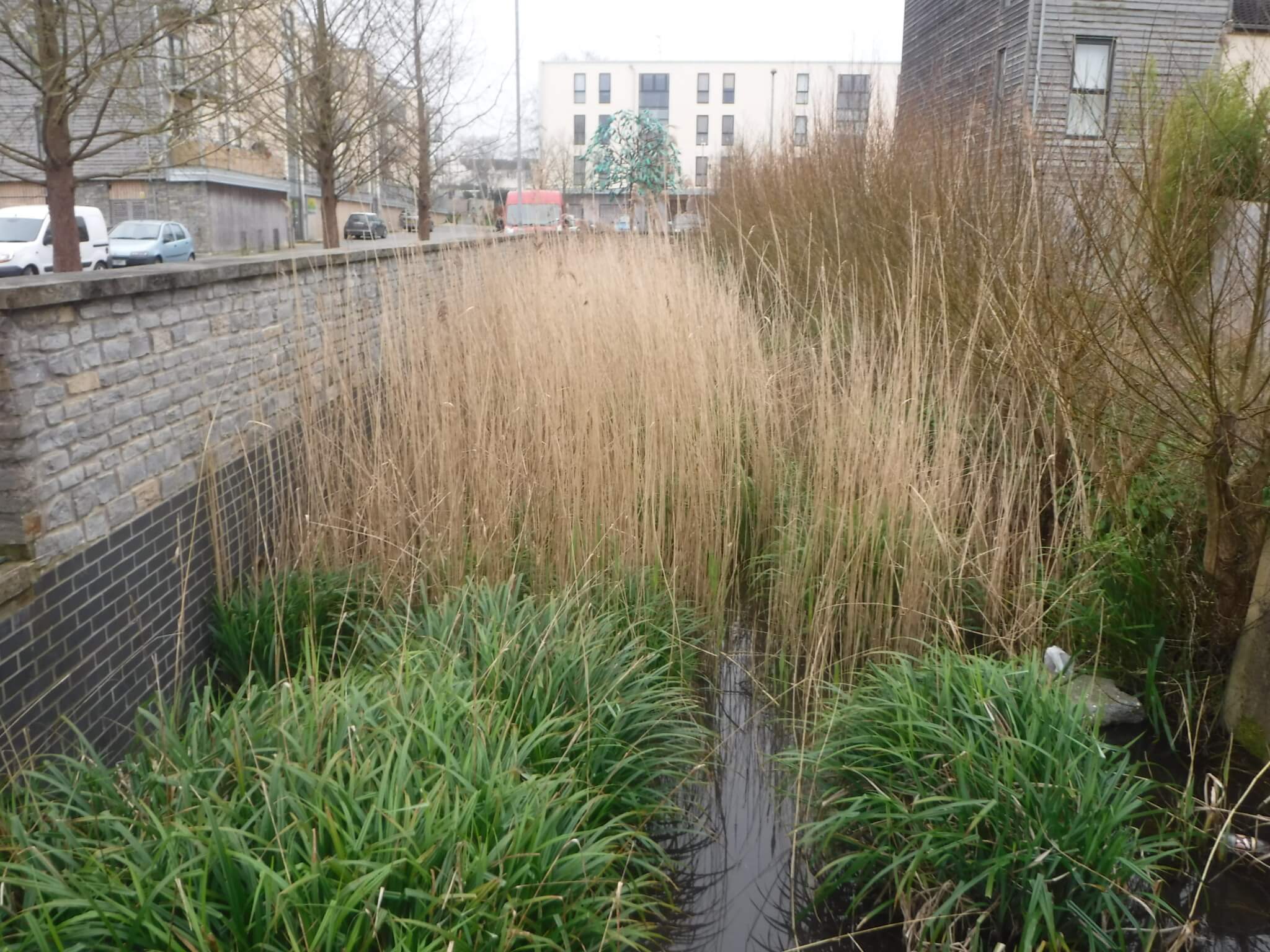 Concrete-banked channel (or rill) in a new development, with grasses and vegetation planted in the channel .