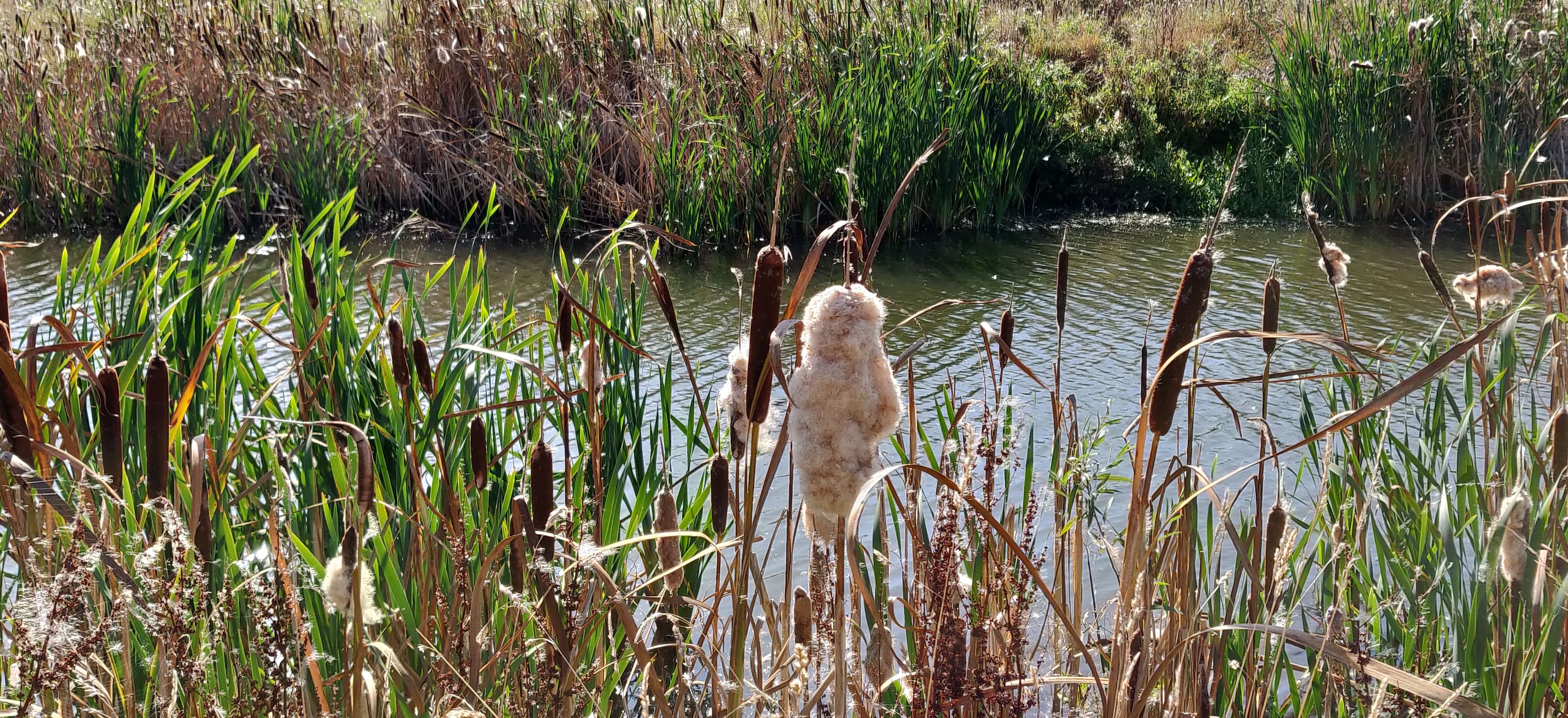 Close up of a river with flowing water, bull rushes and reeds on the banks.